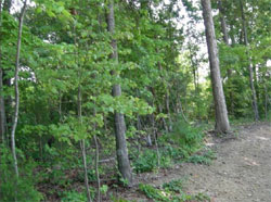 The Forest